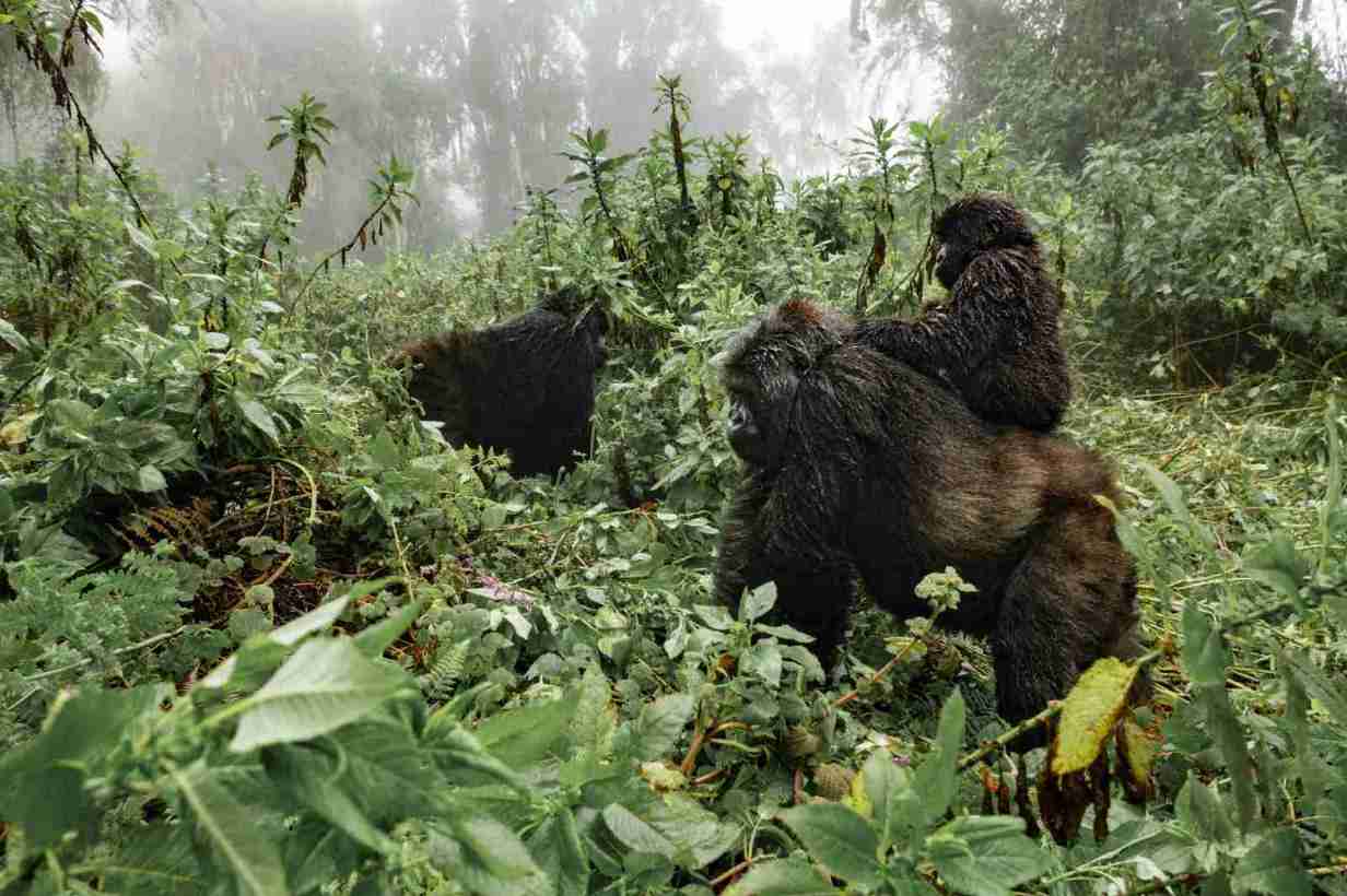Schimpanse in uganda